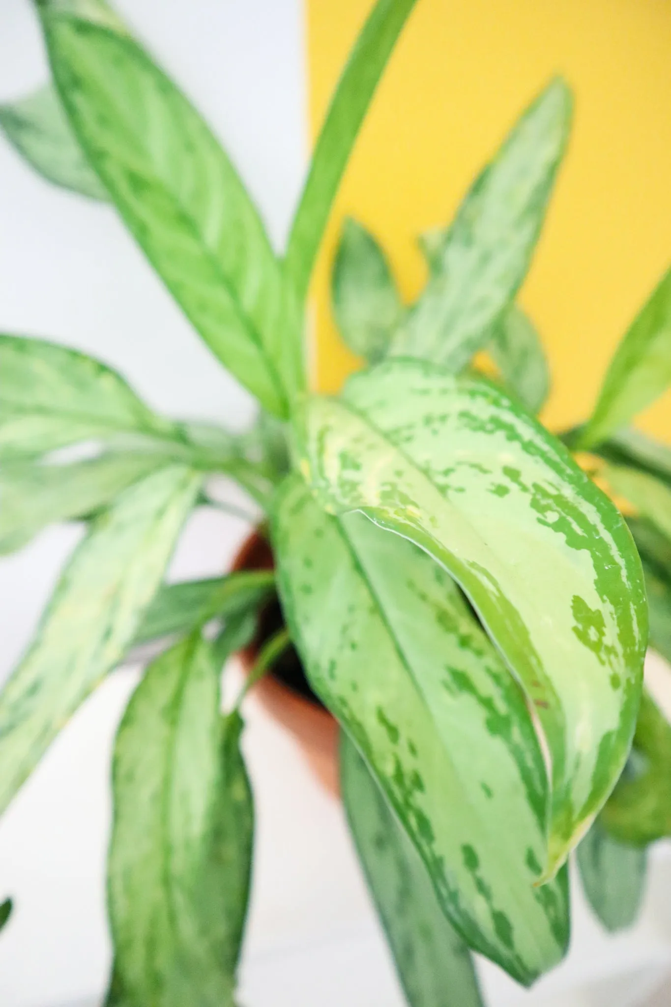 Chinese Evergreen 'Silver Queen'