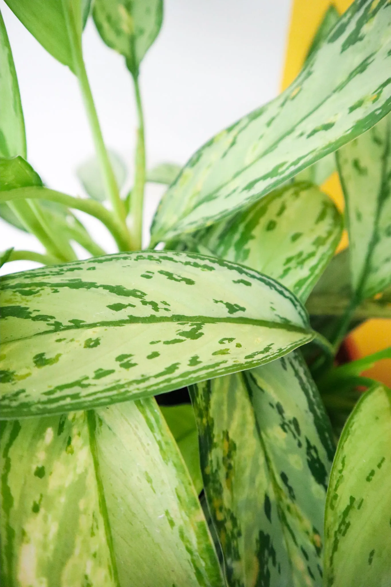 Chinese Evergreen 'Silver Queen'