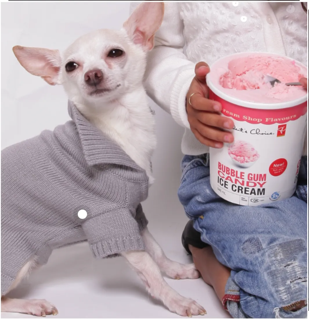 Romy and Jacob Chihuahua Sweaters